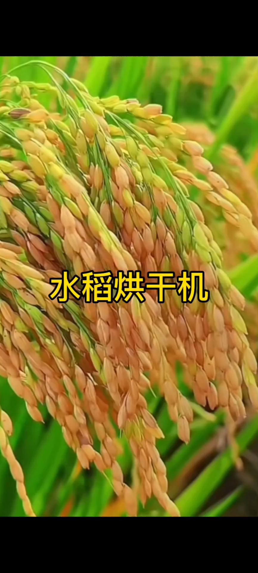 稻谷烘干合同范例(图1)